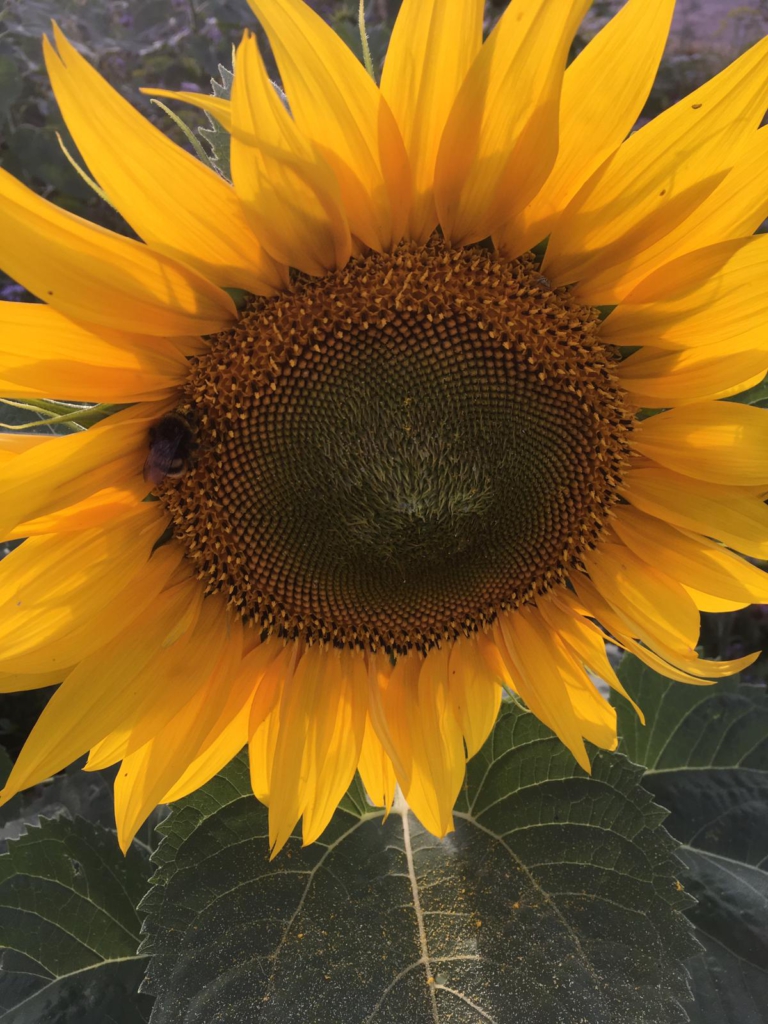 Eine Sonneblume - überall summt und brummt es auf den Blühflächen unserer Blütenpat*innen